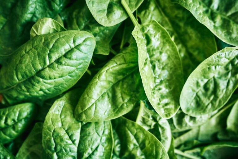Unlock hidden energy: 7 powerful iron-rich foods you need to boost your health naturally