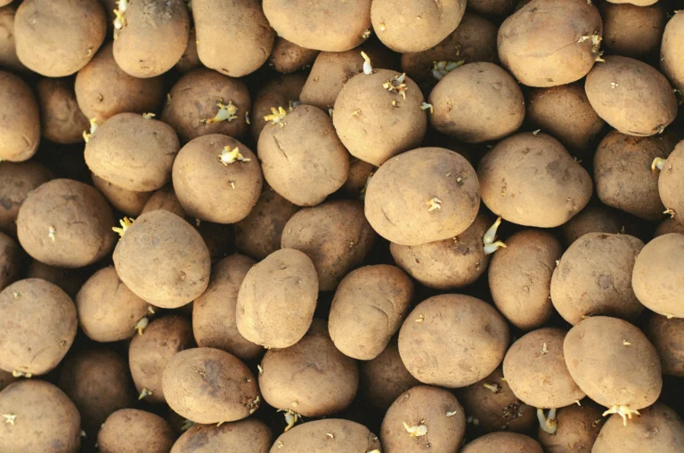 Are sprouted potatoes dangerous to eat? uncover the hidden health risks and how to protect yourself