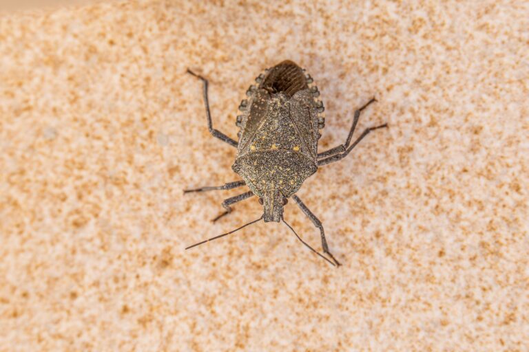 Dangerous Pests May Be Hiding in Your Home After Vacation