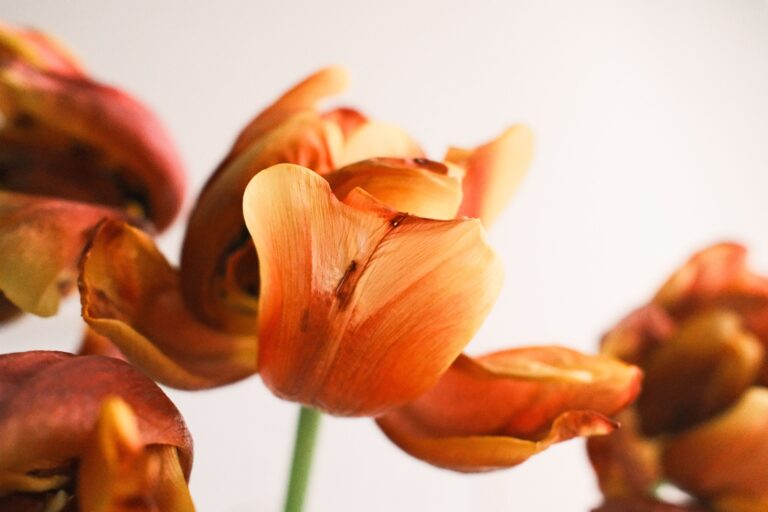 What to do with tulips after they bloom: practical tips