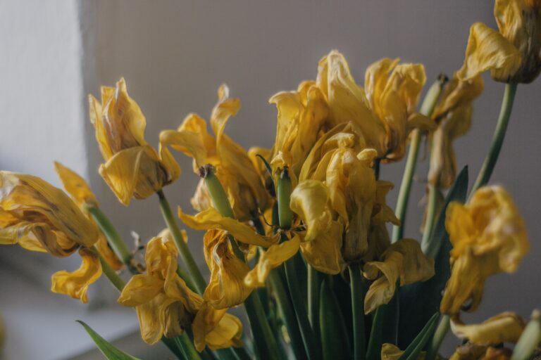 Why tulips wilt quickly and how to keep them fresh longer
